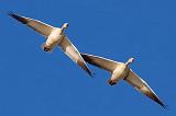 Snow Geese In Flight_72662